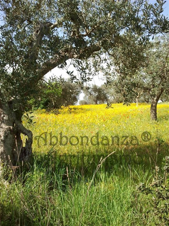 Agriturismo Abbondanza Βίλα Αλμπερομπέλο Εξωτερικό φωτογραφία
