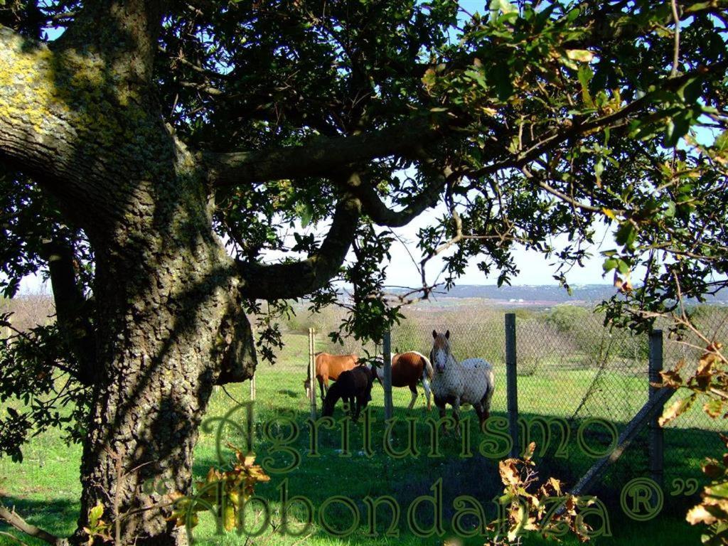 Agriturismo Abbondanza Βίλα Αλμπερομπέλο Εξωτερικό φωτογραφία