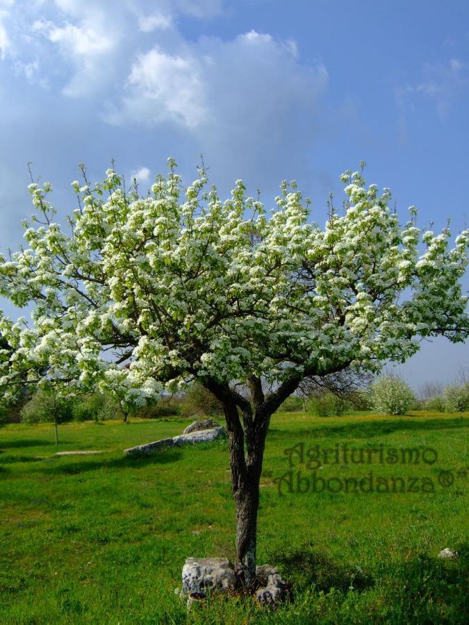 Agriturismo Abbondanza Βίλα Αλμπερομπέλο Εξωτερικό φωτογραφία
