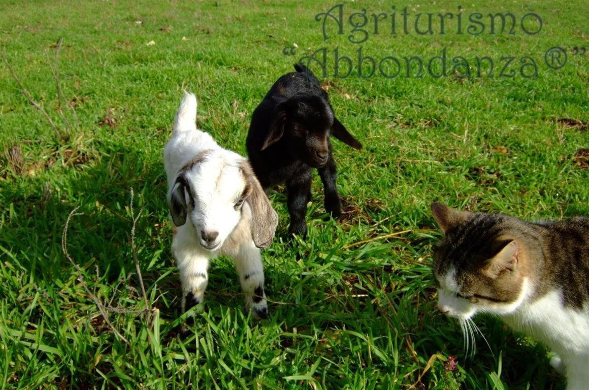 Agriturismo Abbondanza Βίλα Αλμπερομπέλο Εξωτερικό φωτογραφία